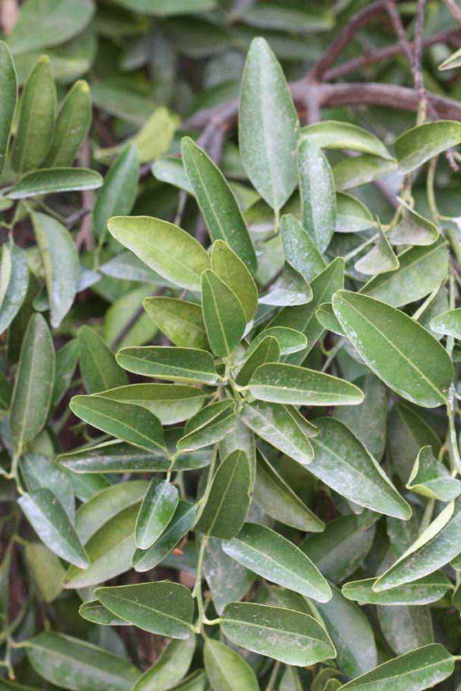              Sun leaves (Riverside, CA)       